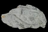 Pennsylvanian Fossil Flora Plate - Kentucky #158706-1